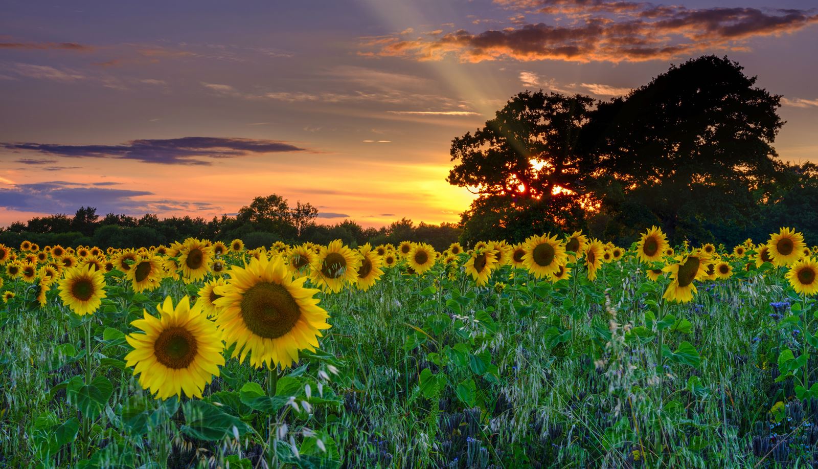 Sunflowers in Hampshire